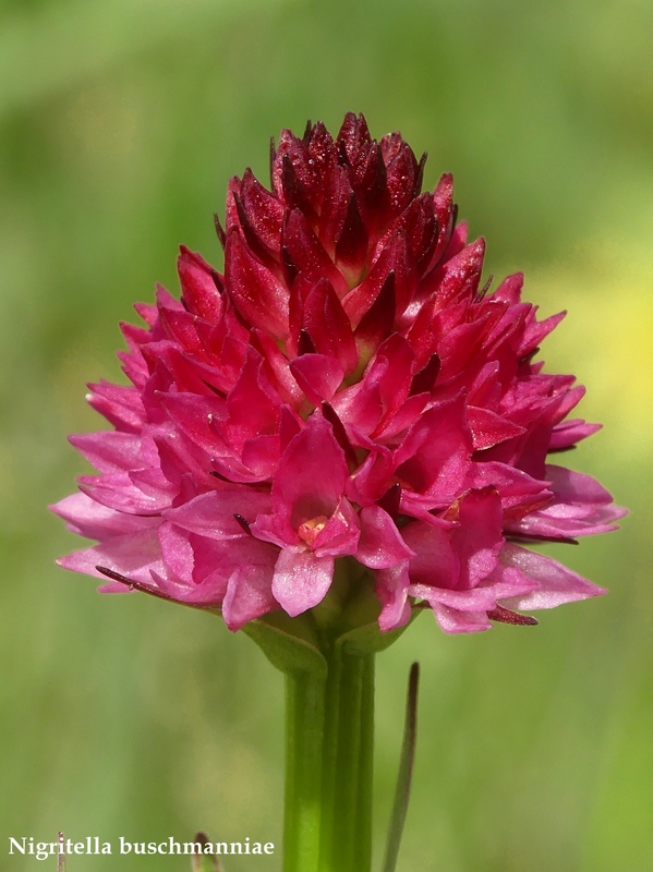 La Nigritella widderi nelle Dolomiti di Brenta.